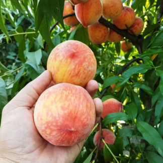 Персик Кондор 2