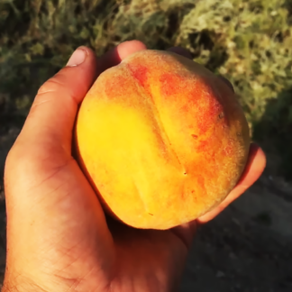 Персик Кремлёвский