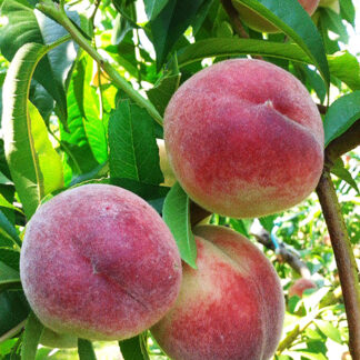Персик Лесостепной