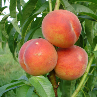 Персик Радужный 86 1