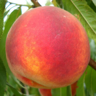 Персик Топ Свит Т-5 1