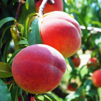 Персик Вашингтон 3