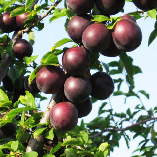 Алыча Глобус 3