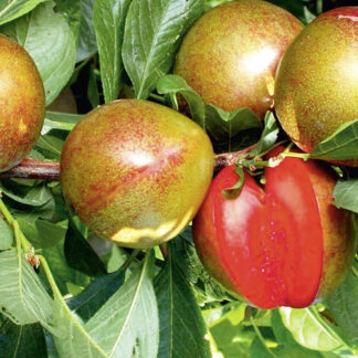 Плут Флавор Супреме