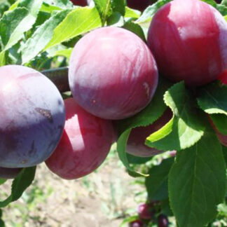 Ренклод Альтана 1