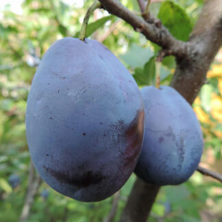 Слива Амерс 1