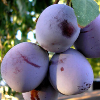 Слива Анна Шпет 3