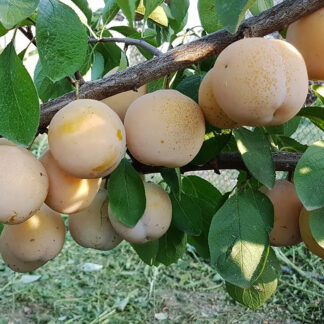 Слива Белая медовая 1