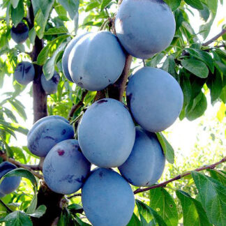 Слива Блюбелл 2