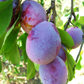 Слива Исполинская 2