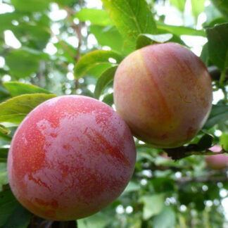 Слива Кардинал