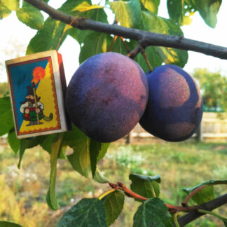 Слива Президент