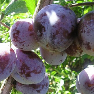 Слива Ренклод Карбышева