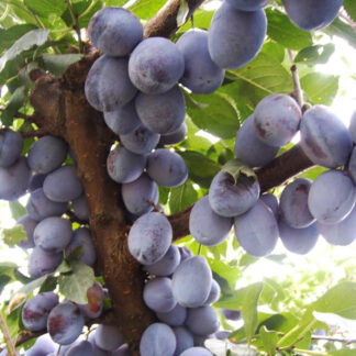 Слива Стенлей 3