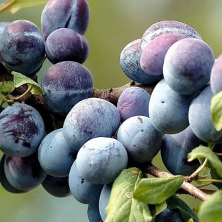 Слива Венгерка Обыкновенная 3