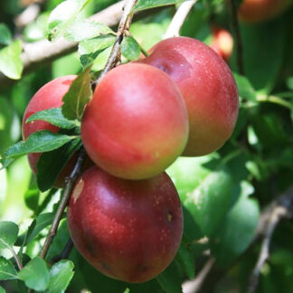 Алыча Евгения