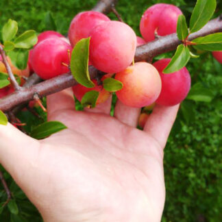 Алыча Путешественница 3