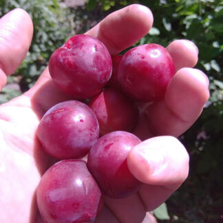 Алыча Сверхраняя 1