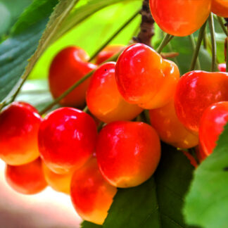 Черешня Любава 3