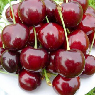 Черешня Регина 1