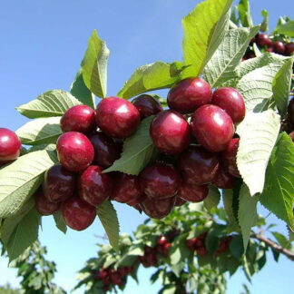 Черешня Стаккато 2