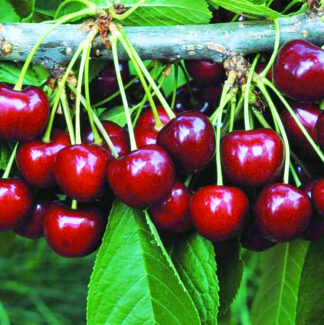 Черешня Валерий Чкалов