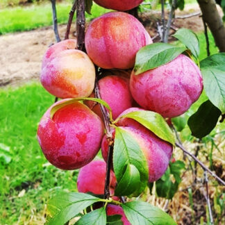 Диплоидная слива Аутомн Гигант 3