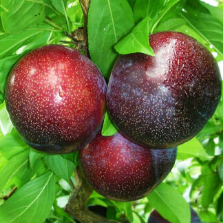 Диплоидная слива Аутомн Гло