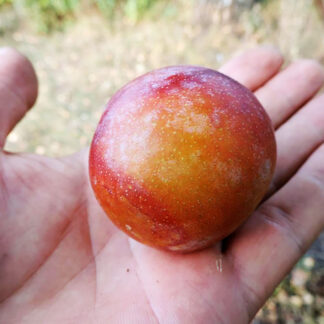 Диплоидная слива Байрон Голд