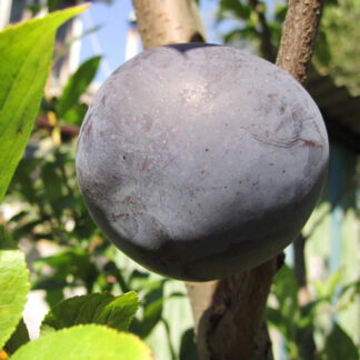 Диплоидная слива Блек Голд 1