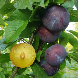 Диплоидная слива Блу Кармен 2