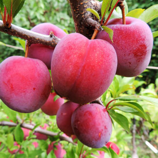 Диплоидная слива Оцарк Премьер 2