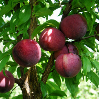 Диплоидная слива Руби Кранч 1