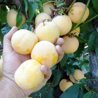 Диплоидная слива То-че-Сан