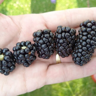 Ежевика Блек Пёрл 1