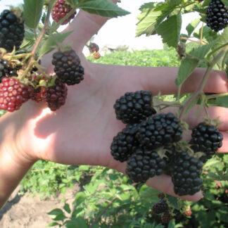 Ежевика Лох Тей 2