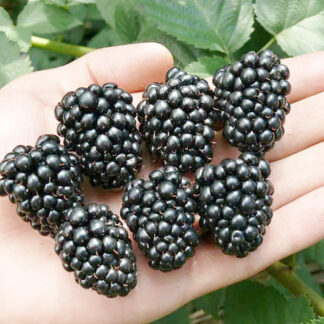 Ежевика Свит Пай 1