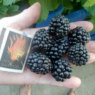 Ежевика Вон