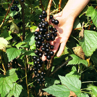 Смородина чёрная Бен Хоп