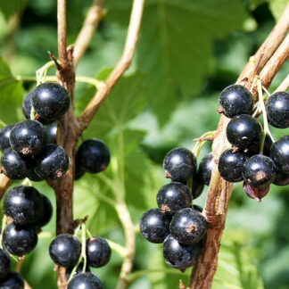 Смородина Чёрная Бен Ломонд 1