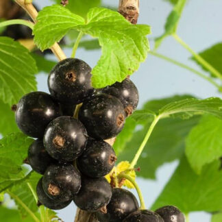 Смородина чёрная Бен Трон 3