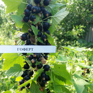 Смородина чёрная Гоферт