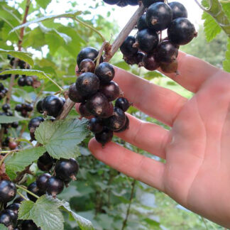 Смородина Чёрная Юбилейная Копаня 3