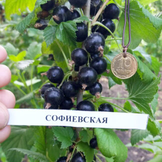 Смородина чёрная Софиевская 1