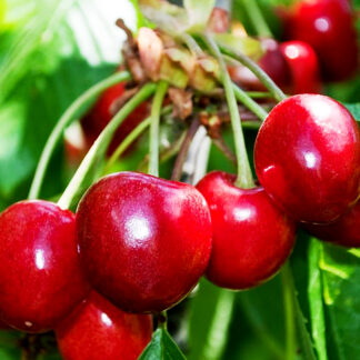 Вишня Игрушка 2