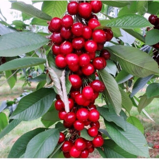 Вишня Колоновидная Восторг