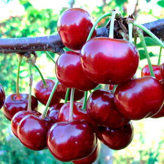 Вишня Подбельская 3