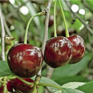 Вишня Встреча