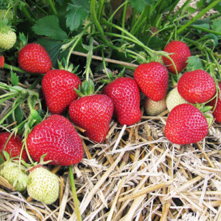 Клубника Флоренс 1