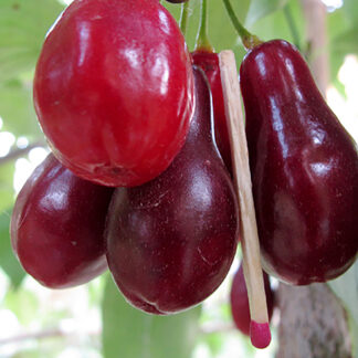 Кизил Семён 2